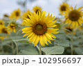 Sunflower 102956697