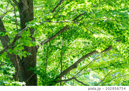 綺麗な緑色の春の新緑 102956754