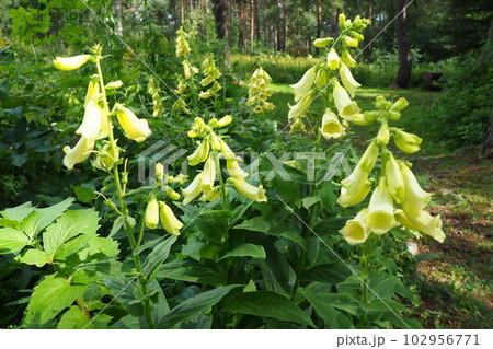 Digitalis lutea, the straw foxglove or small yellow foxglove, is a species of flowering plant in the plantain family Plantaginaceae. Multiple yellow bell-shaped flowers. A plant for a shady flower bed Digitalis lutea, the straw foxglove or small yellow foxglove, is a species of flowering plant in the plantain family Plantaginaceae. Multiple yellow bell-shaped flowers. A plant for a shady flower bed 102956771