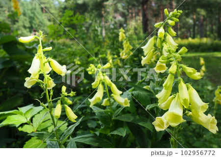 Digitalis lutea, the straw foxglove or small yellow foxglove, is a species of flowering plant in the plantain family Plantaginaceae. Multiple yellow bell-shaped flowers. A plant for a shady flower bed Digitalis lutea, the straw foxglove or small yellow foxglove, is a species of flowering plant in the plantain family Plantaginaceae. Multiple yellow bell-shaped flowers. A plant for a shady flower bed 102956772