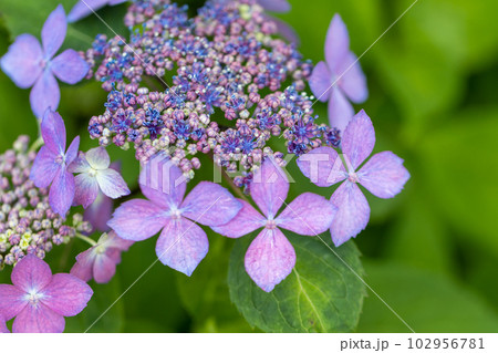 紫陽花の花 紫陽花の花 102956781