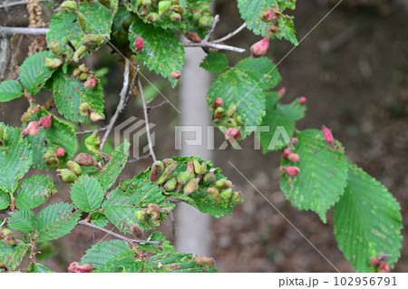 ハルニレの葉につくられた虫こぶ(埼玉県/5月) ハルニレの葉につくられた虫こぶ(埼玉県/5月) 102956791