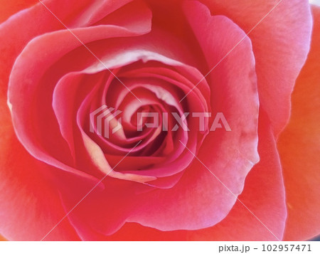 薔薇クローズアップ 102957471