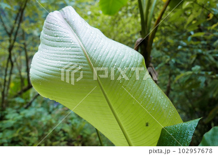 木の葉 葉 草の葉 102957678