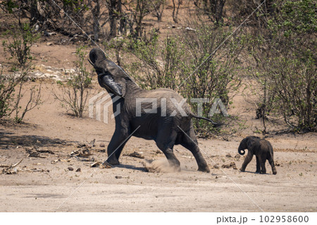 African bush elephant lunges forward guarding calf 102958600