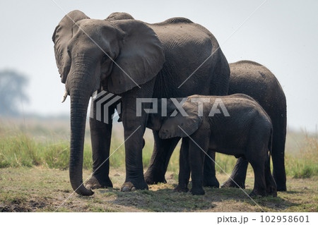 African bush elephant nurses calf on riverbank African bush elephant nurses calf on riverbank 102958601