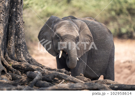 African bush elephant stands behind tree roots African bush elephant stands behind tree roots 102958614