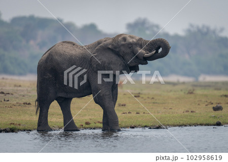 African bush elephant stands drinking with trunk 102958619