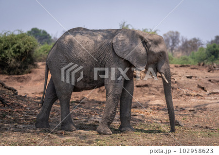 African bush elephant stands in dappled sunshine African bush elephant stands in dappled sunshine 102958623