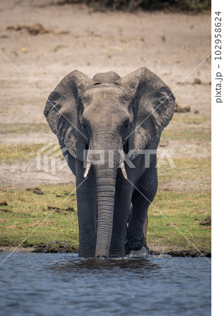African bush elephant stands in river drinking African bush elephant stands in river drinking 102958624