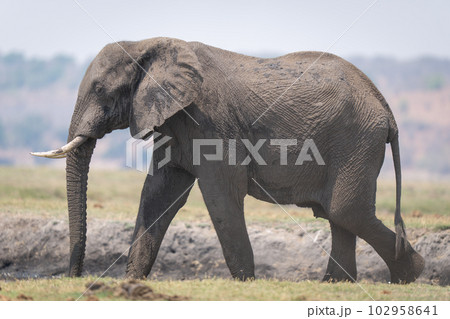 African bush elephant walks down grassy riverbank 102958641