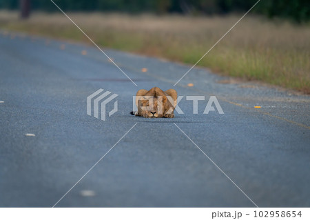 Young male lion lying staring on road 102958654