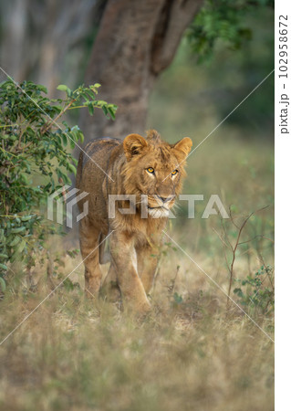 Young male lion walks past leafy bush Young male lion walks past leafy bush 102958672