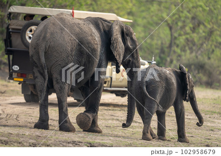 African bush elephant and baby pass jeep African bush elephant and baby pass jeep 102958679