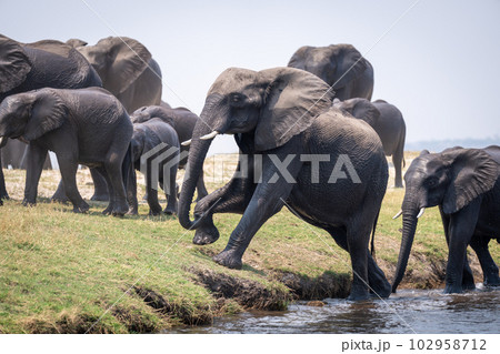 African bush elephant climbing out of river African bush elephant climbing out of river 102958712