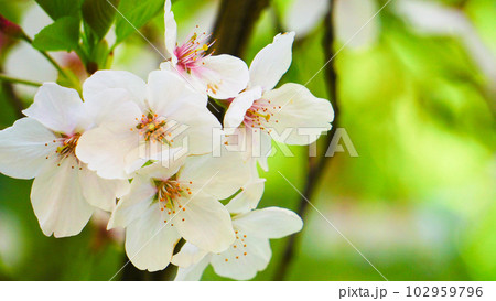 田舎の桜 田舎の桜 102959796