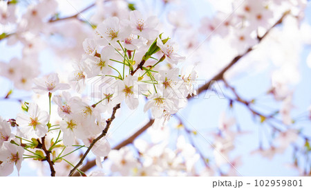 田舎の桜 102959801