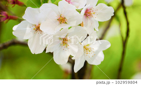 田舎の桜 102959804