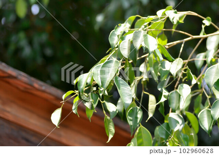 banyan tree or Ficus annulata or ficus bengalensis banyan tree or Ficus annulata or ficus bengalensis 102960628