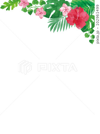 透明水彩　ハイビスカスなど熱帯植物のイラストフレーム　A4縦 102961499