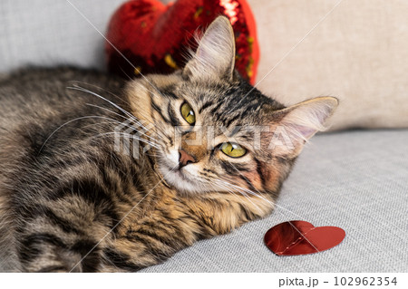 Valentine's Day cat, beautiful young cat lying on a gray sofa among red hearts. Valentine's Day cat, beautiful young cat lying on a gray sofa among red hearts. 102962354