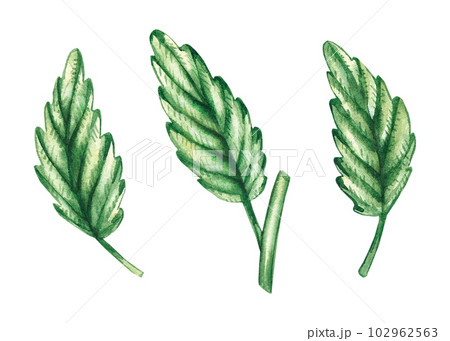 Watercolor set of mint leaves on a white background 102962563