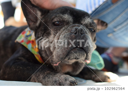 くつろぐフレンチブルドッグ くつろぐフレンチブルドッグ 102962564