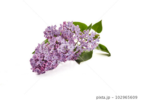 Lilac flowers closeup isolated on white background 102965609