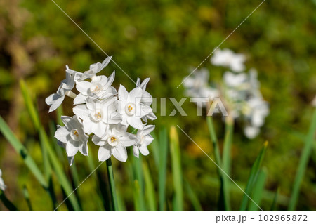 白い水仙 ペーパーホワイト 白い水仙 ペーパーホワイト 102965872