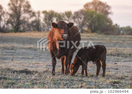Mother and baby caow, in pampas countryside, Patagonia, Argentina. Mother and baby caow, in pampas countryside, Patagonia, Argentina. 102966494