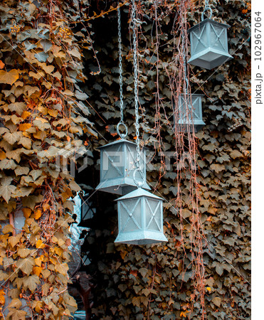 Hedge fence with hanging lanterns outside of building facade. Urban exterior is covered with ivy plant and lamp. 102967064