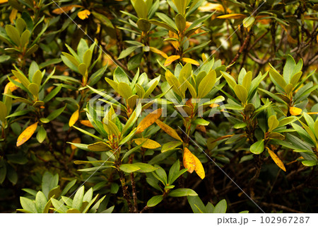 Alpine mountain flowers. Wildflowers growing on mountains. 102967287