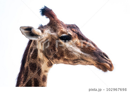 Close-up giraffe head isolated on white background Close-up giraffe head isolated on white background 102967698