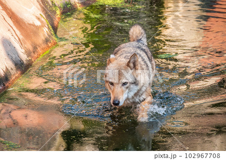 Grey Wolf, Canis lupus, Splashes Through Water. Grey wolf walking across a creek. Grey Wolf, Canis lupus, Splashes Through Water. Grey wolf walking across a creek. 102967708