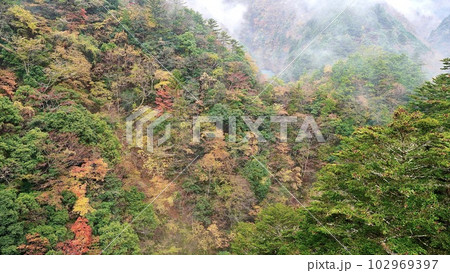 大井川鐵道あぷとラインから見える紅葉 102969397