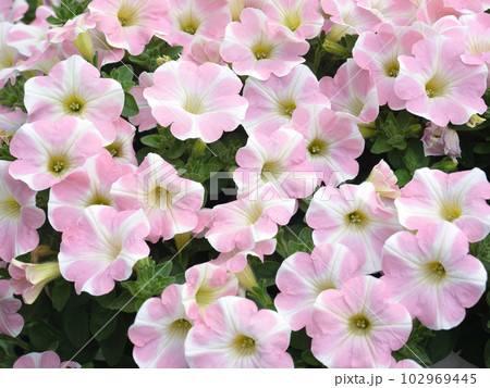 ペチュニアの花苗 ペチュニアの花苗 102969445