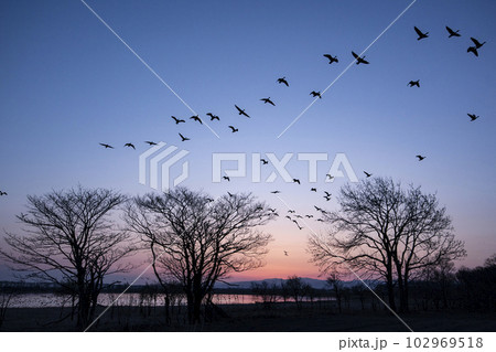 朝焼けに舞うマガン 102969518