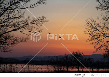 朝焼けに舞うマガン 102969520