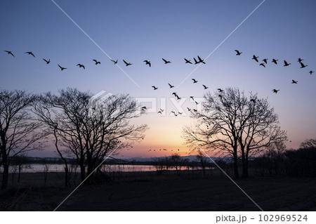 朝焼けに舞うマガン 102969524