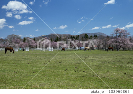 サラブレッド牧場 102969862