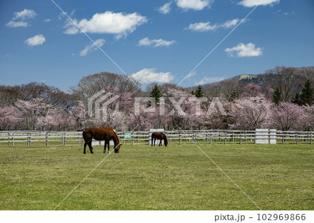サラブレッド牧場 サラブレッド牧場 102969866