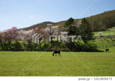 サラブレッド牧場 102969873
