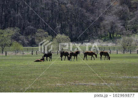 サラブレッド牧場 サラブレッド牧場 102969877