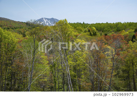 早春に輝く春紅葉 102969973