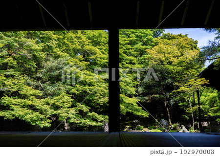 初夏の蓮華寺 青もみじと庭 京都府京都市 初夏の蓮華寺 青もみじと庭 京都府京都市 102970008