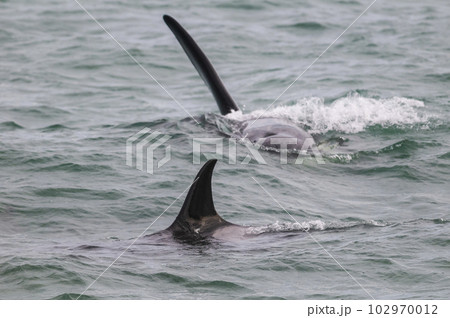 Killer whale hunting sea lions,Peninsula Valdes, Patagonia Argentina 102970012