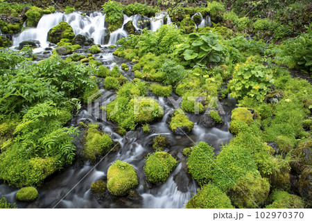 生命の水 102970370