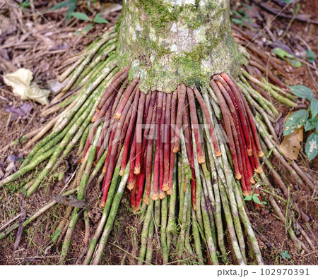 Curious Tree Roots of Wasai, with Bright Green and Red Colors, Medicinal Tree Curious Tree Roots of Wasai, with Bright Green and Red Colors, Medicinal Tree 102970391