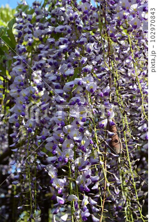 フジ（藤）野田藤 102970843