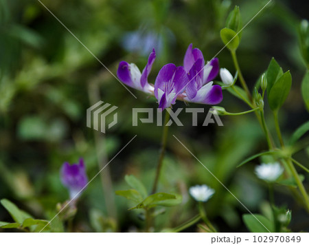 蓮華草の花 蓮華草の花 102970849